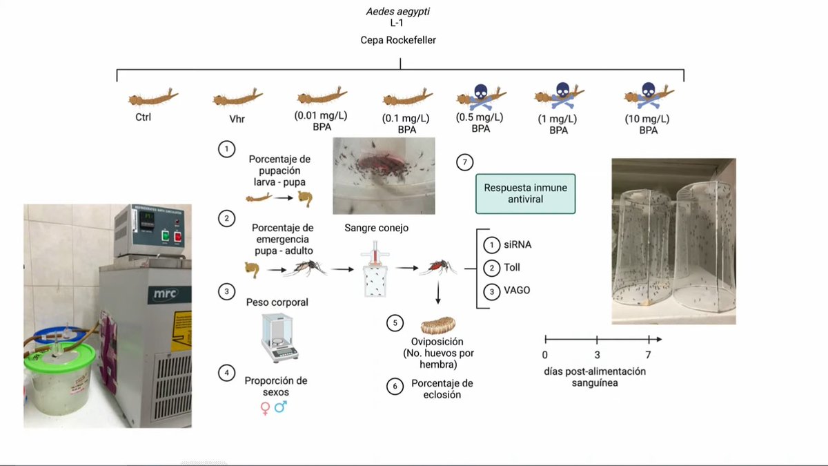 ANacionalMed's tweet photo. #Ecosalud y enfermedades producidas por vectores:
Un enfoque de una salud en la pandemia del virus
#dengue en #México.
Contaminación por plastificantes y su efecto en el desarrollo del vector Aedes aegipty.
Dra. Valeria Vargas Ponce De León https://t.co/HBmjCOO0W6