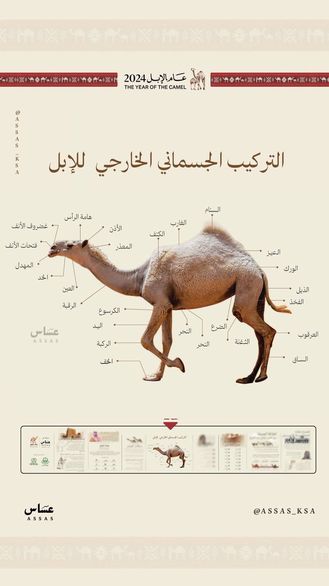 -

نظرة على التركيب الجسماني الخارجي للإبل