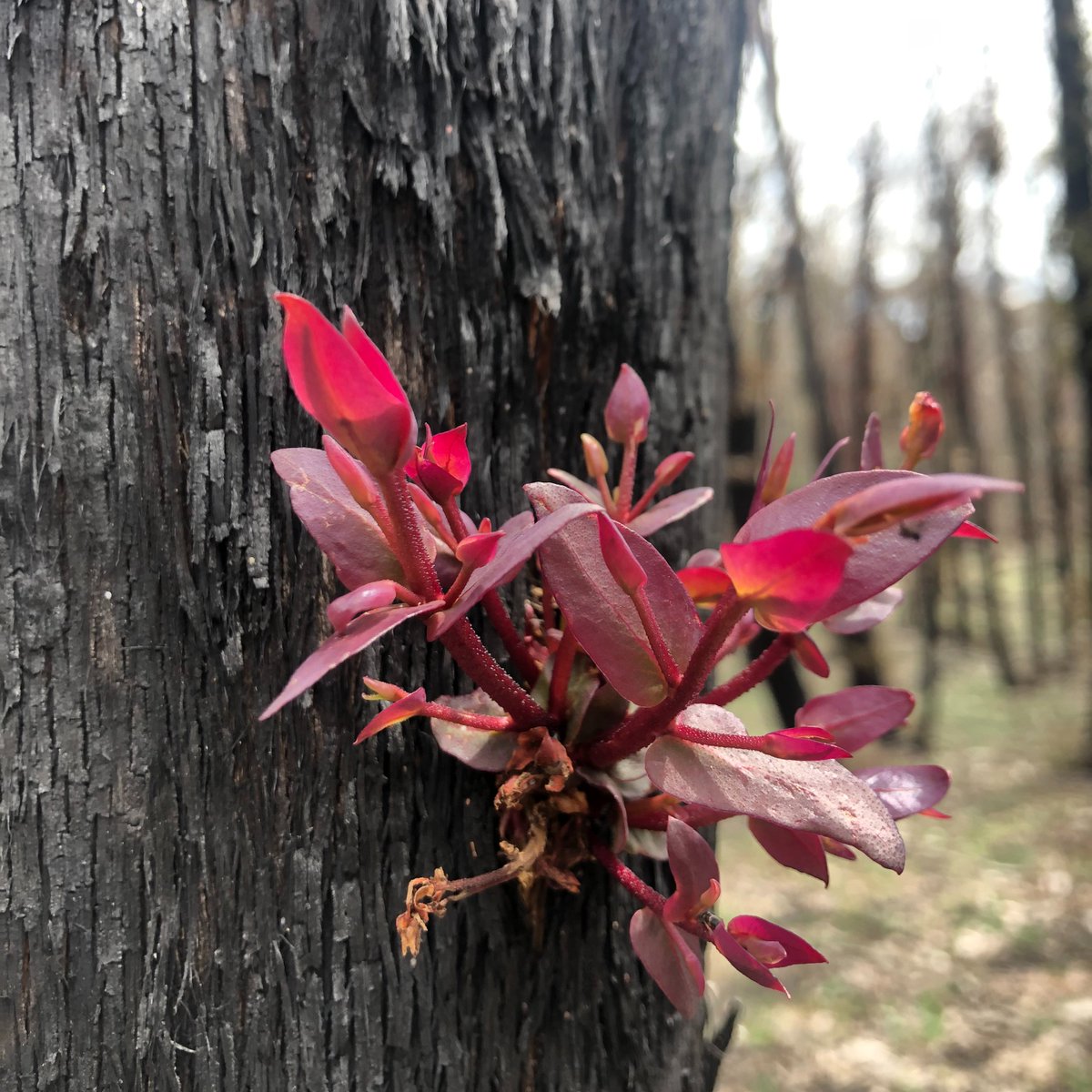 Western Sydney University tweet media