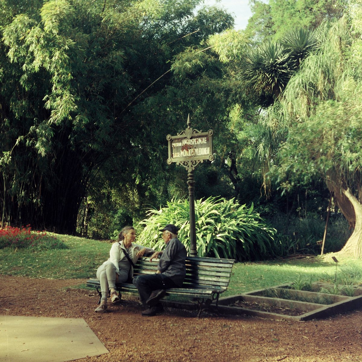 VladiiRedzko's tweet photo. jardín botánico en formato medio // cinestill 400d https://t.co/hoYeTheVcZ