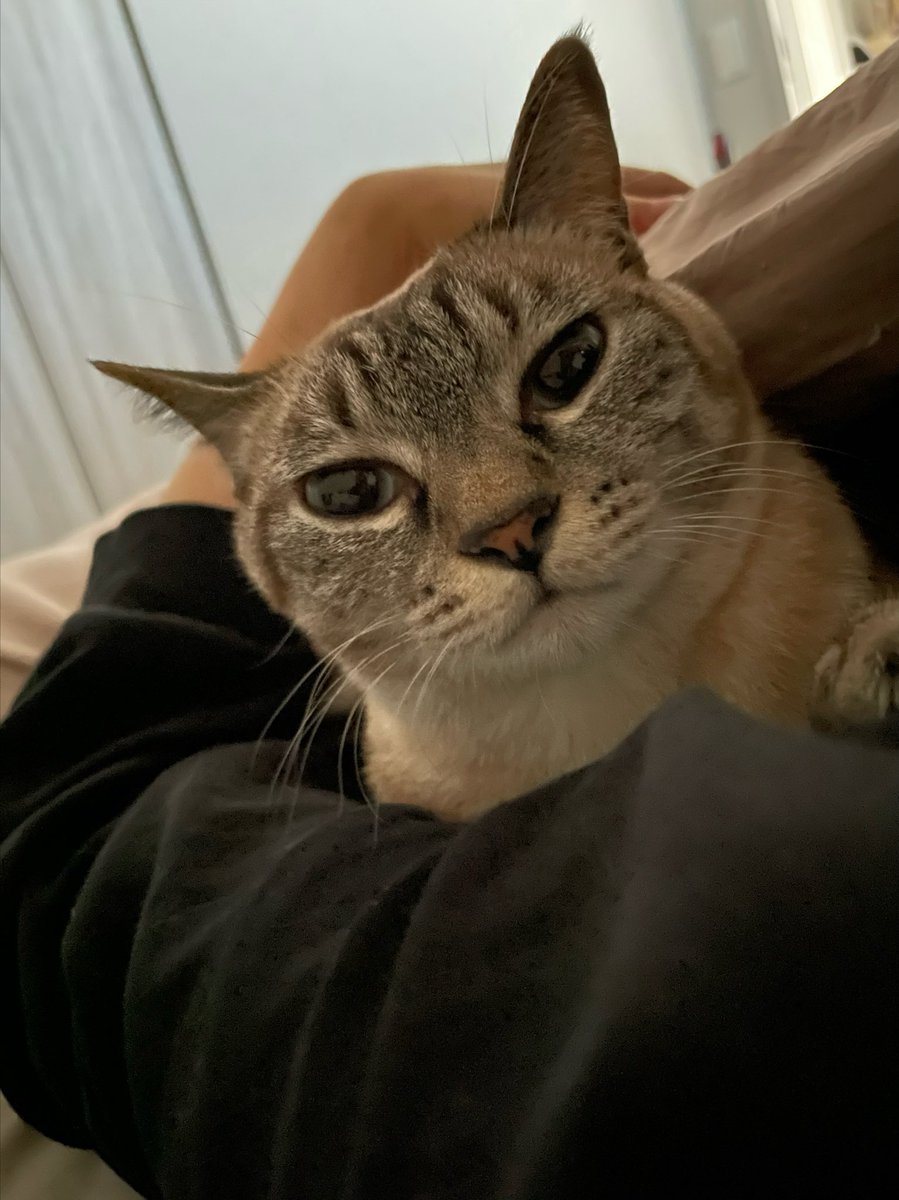 yurie_yoshida's tweet photo. おはよう。そうそう起きるんですよそるちゃん。 https://t.co/uG4r3HvuNI