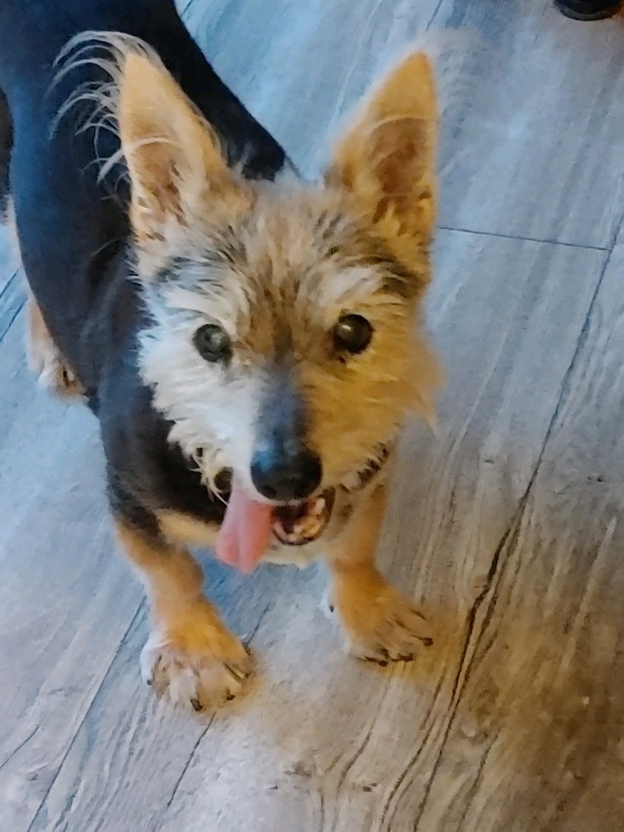 LMBoos's tweet photo. @dachshund_heave Scruffy McGee...17 years strong ♥️♥️♥️ https://t.co/c0dXMXZnPA