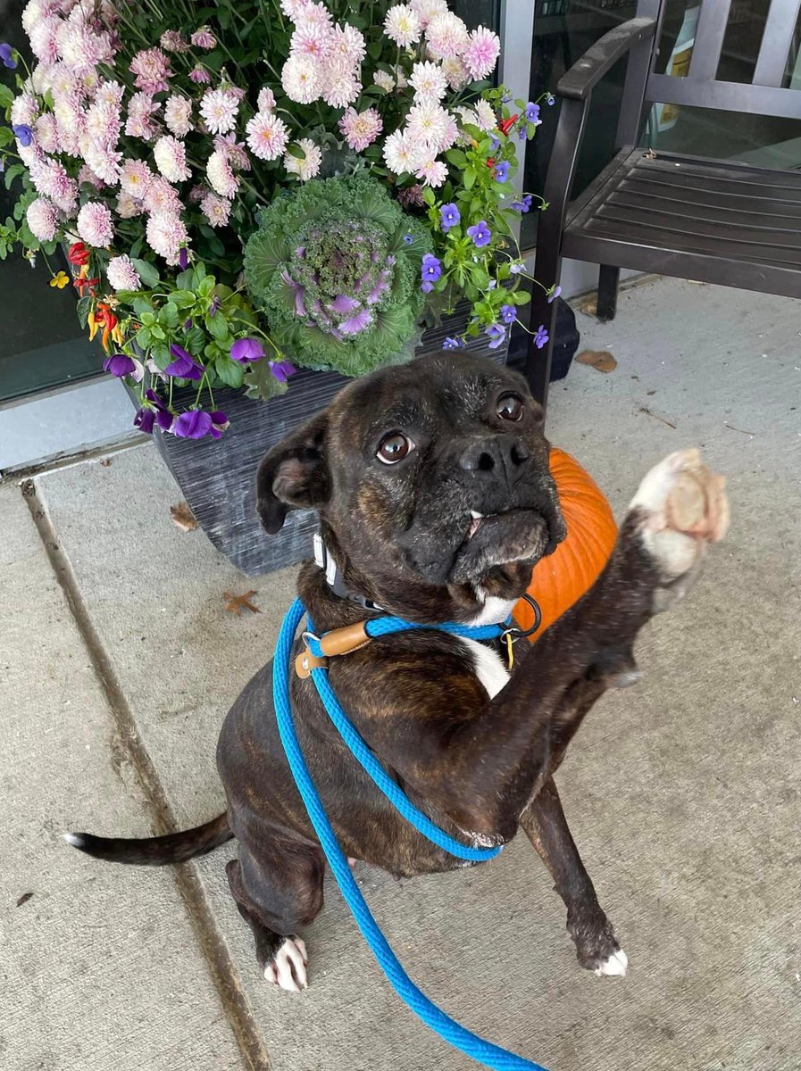 City Dogs Cleveland tweet media