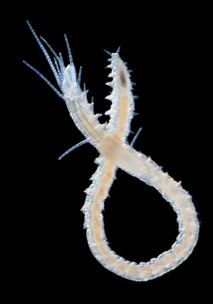 Once upon a time my friend and labmate Ai, who studies pygmy seahorses, brought me a worm she found on the coral host of the seahorse…🪸🪱