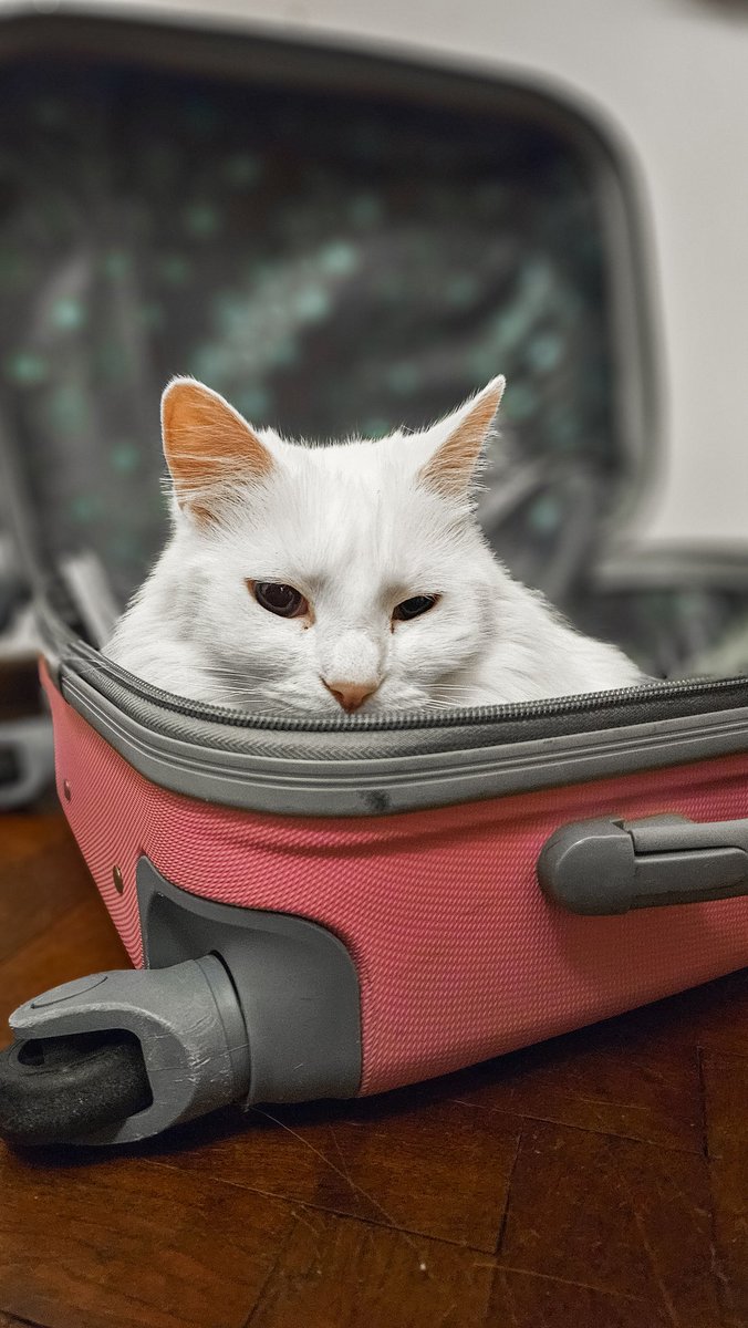 BellsMackey tweet media