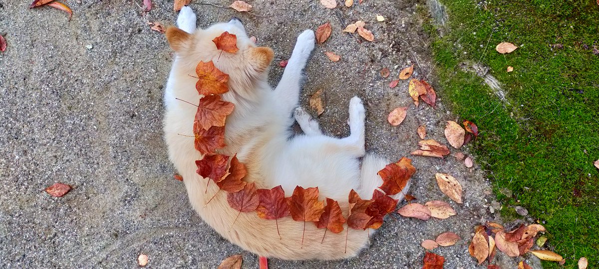 犬が動かないので暇を持て余した人間は葉っぱ乗せチャレンジをしている🍁🍁🍁🍁🍁