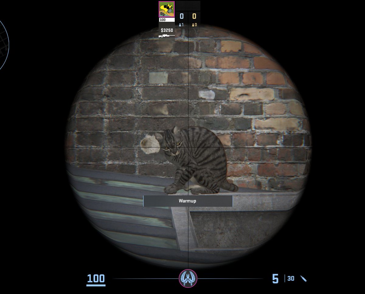 breaking news there is a MOVING RUNNING CAT on the new palais wingman map