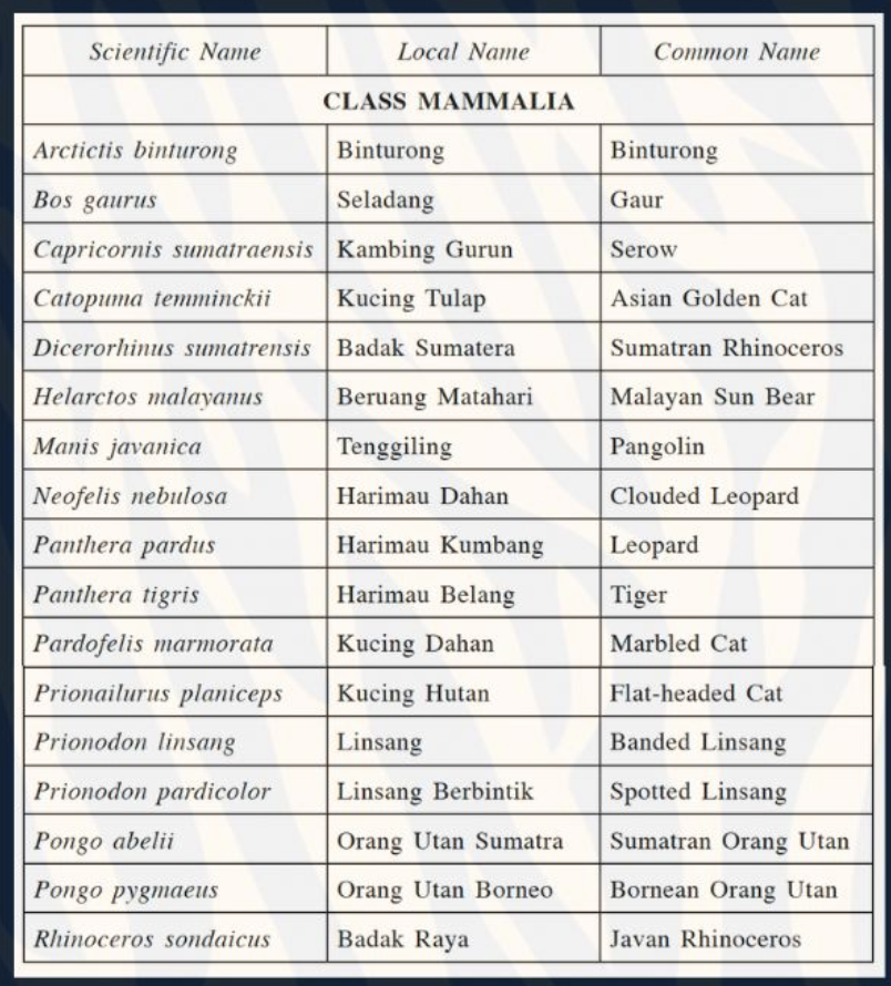 Macaranga tweet media