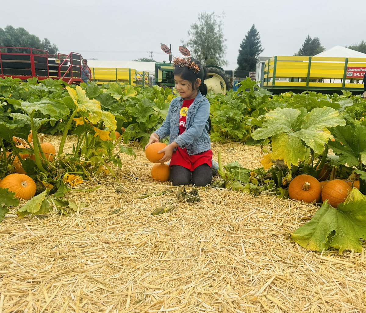 oxnardrec's tweet photo. ππ Tiny Tots kicked off the fall season with a pumpkin-filled adventure at the Pumpkin Patch! Our little explorers had fun picking pumpkins, playing in the patch, & soaking up the autumn vibes. πCheck out all the cuteness in our photos! πΈπ§‘ #FallFieldTrip #PreschoolAdventures https://t.co/Y5W5JbipKQ