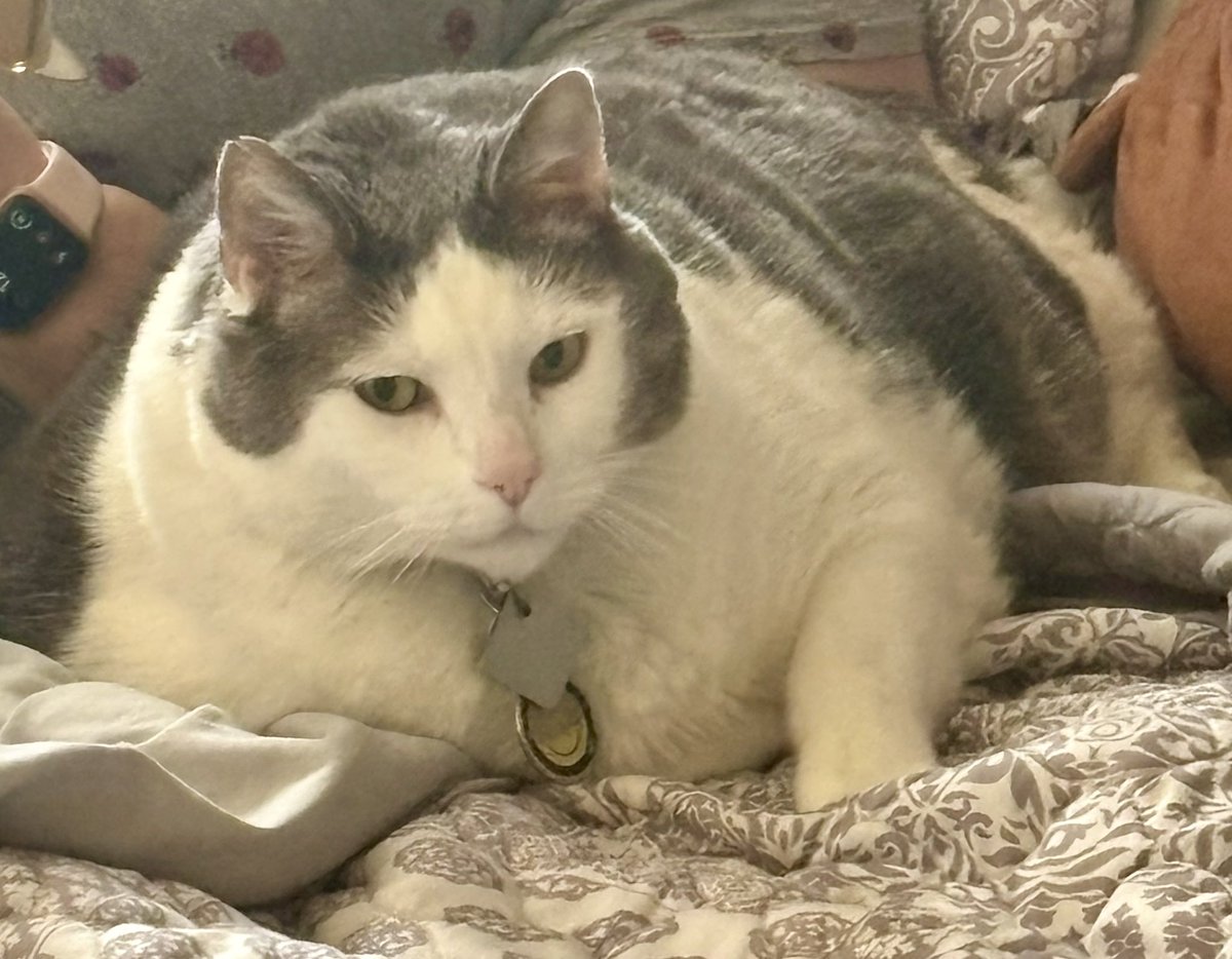 Thank you to <a href="/Delta/">Delta</a> flight crew who gave my cat Gizmo his flight wings today. Made a rough day a little brighter.