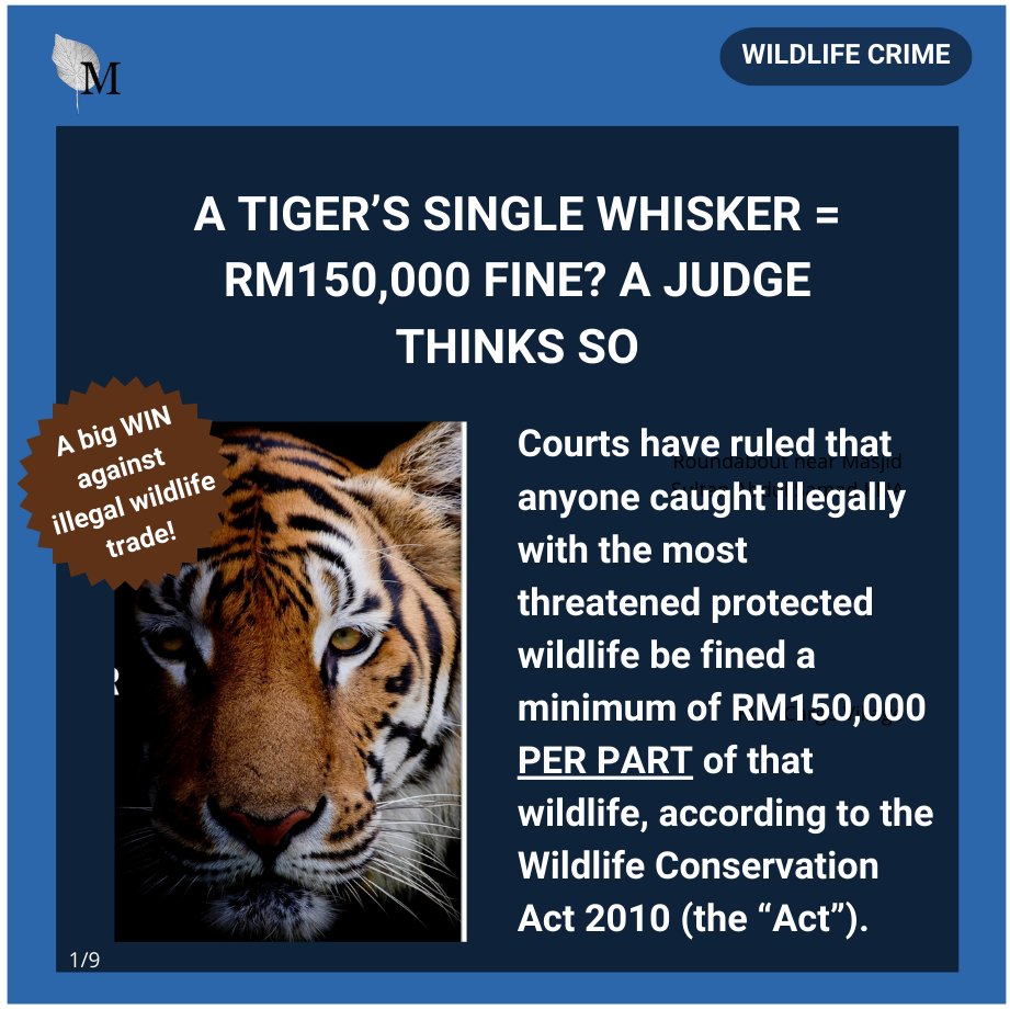 Macaranga tweet media