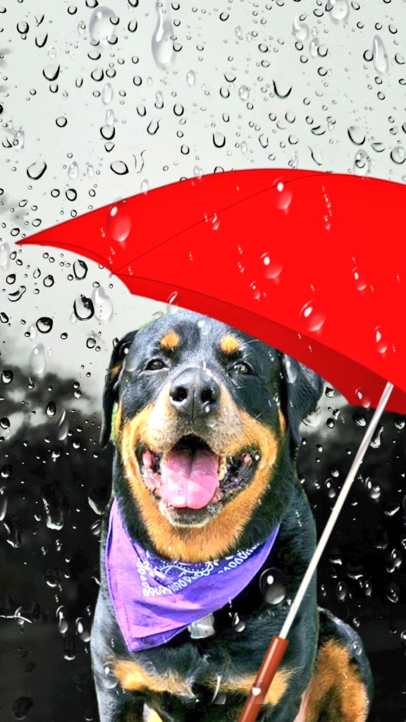 annielynnshea's tweet image. Day 13: Begins with U

"On this #WorldKindessDay, let's Unabashedly Unite Under my Umbrella in Understanding and Unconditional Love." 🐾🐾

#PostAFavPic4VioletNov24
#DogsofTwitter
#DogsofX