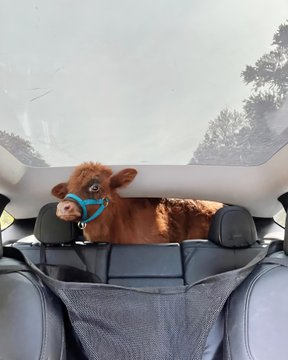 MarioNawfal's tweet photo. CYBERTRUCK GETS ITS FIRST MOO-VER

The future of farming looks... adorable.

Media: @znacres @Tesla