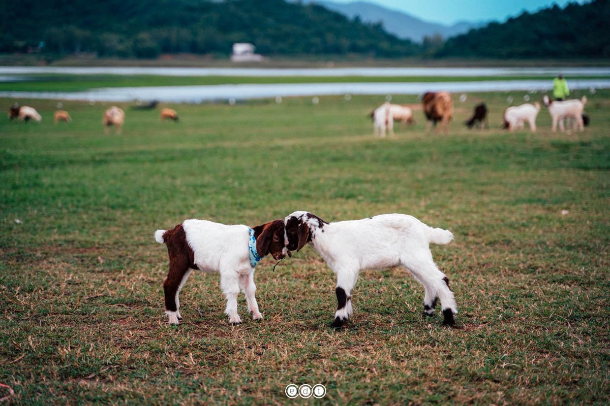 edtguide tweet media