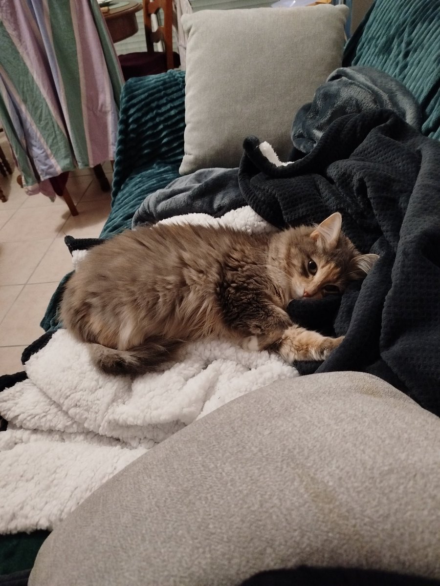 WinryRockbellu's tweet image. Trop bien le plaid