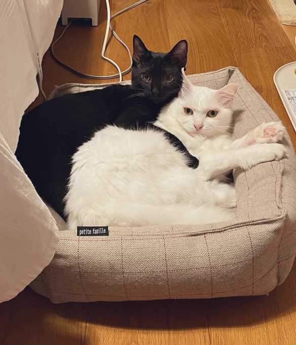 これ仲良しの写真じゃないよ。単なる一瞬の静止の瞬間なだけで、この前後にぽりちゃん鬼齧られてる(顔が険しい)。 