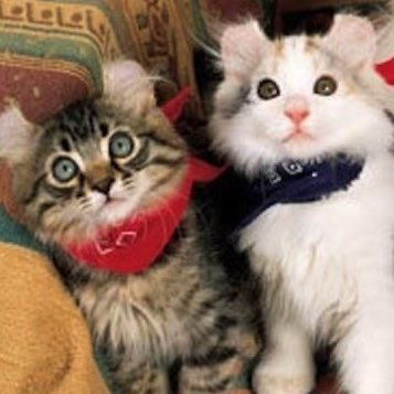 🐱 tweet media