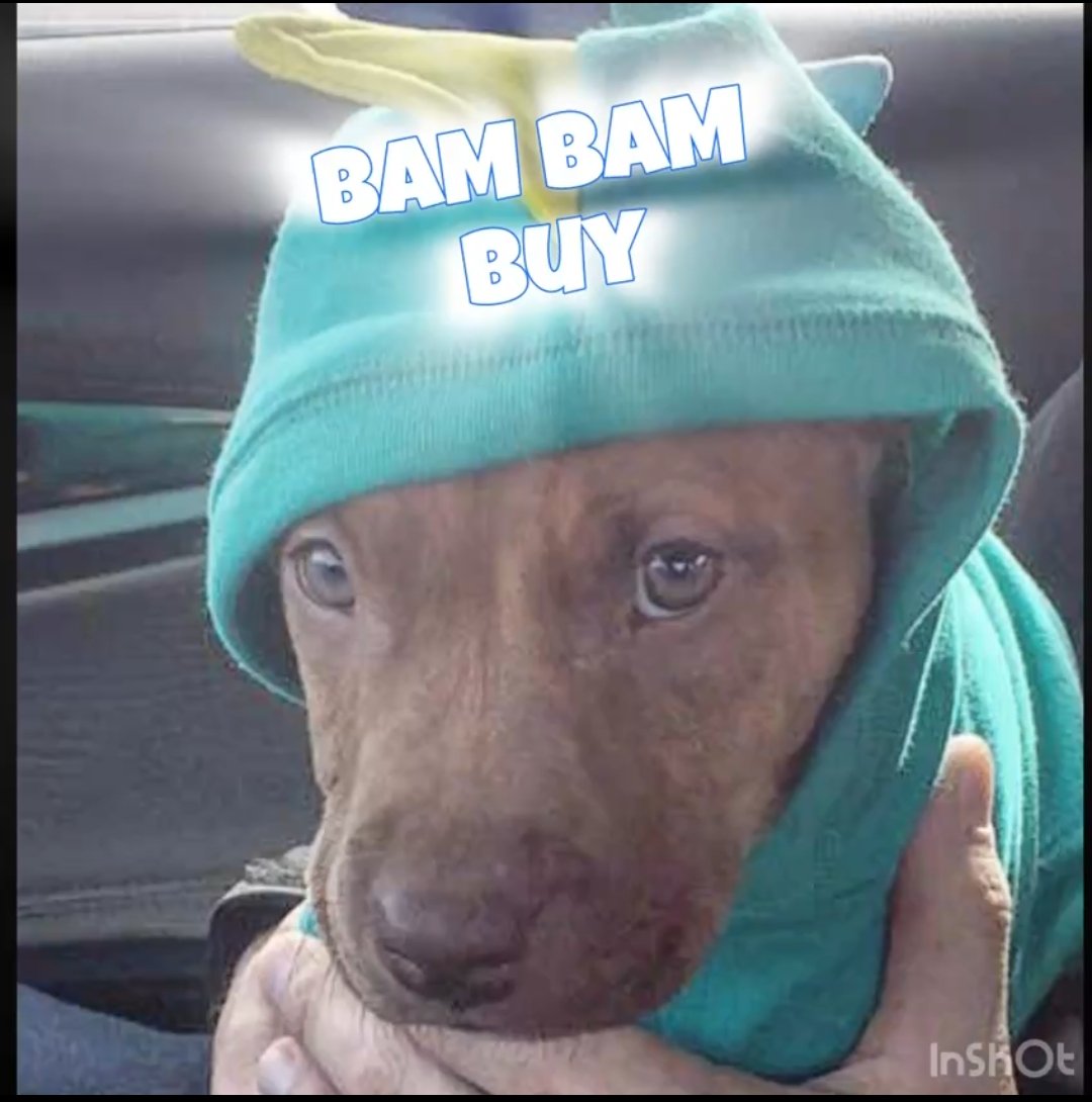 tehrani1362's tweet photo. @cryptowasta $BAMBAM is taking over and massive pump is coming soon.
Bag some $BAMBAM the $PNUT Brother and fucking go higher.

4pyqa39RfK1qET27jchsZEgN7iVG2ueU3KCqjPEJpump https://t.co/9nvrksnumk