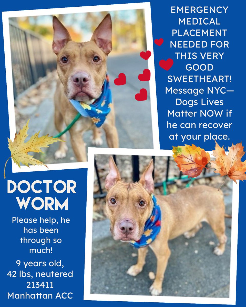 deblancasterco1's tweet photo. This sweet little gentleman should have been shared long ago but overlooked, it's beyond unfair!
He needs a lot of shares & a hero/miracle.
Doctor Worm came in w/FBO (corn cob) had surgery but now has pneumonia. ACC decided to neuter him when they ought to waived. He was emaciated, enduring multiple anesthetics' that are hard on the lungs.
Plus placed at the time on approx. 3 times the amt of Gaba for a healthy dog.
Heartbreaking for the best little guy who rests his head on laps. Share please, he's not eating!!
https://t.co/0heASJc3yg