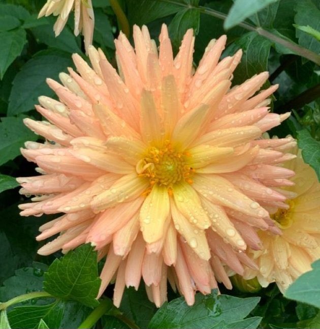 NerguiSN's tweet photo. Өглөөний мэнд 🌤️

Hello 🧡 Happy Thursday  🍃🔆🍃
   (📷 MalarElias)
   #цэцэг #flowers #nature #花 #自然 https://t.co/TDfAeqoVAI