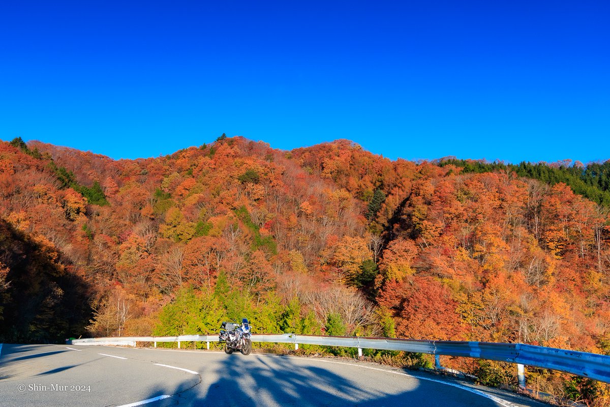 0001Shin1's tweet photo. 岐阜県中津川市を日の出前に出発し、恵那市岩村町から長野県飯田市南信濃和田までの68km、国道418号線を走りました。渓流沿いの酷道は紅葉が見頃でした。車がすれ違い出来ない細い山道が多いですが、国道です。
#CRF1100L #アフリカツイン #岐阜 #長野 #平谷峠 #R418 #酷道 #紅葉 https://t.co/xVvf22RlSw