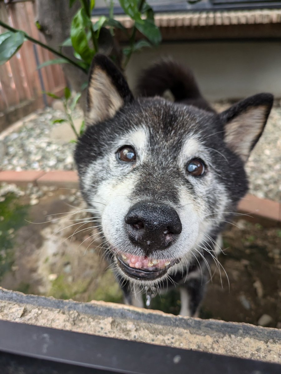 埼玉県内で2匹の柴犬を探しています。