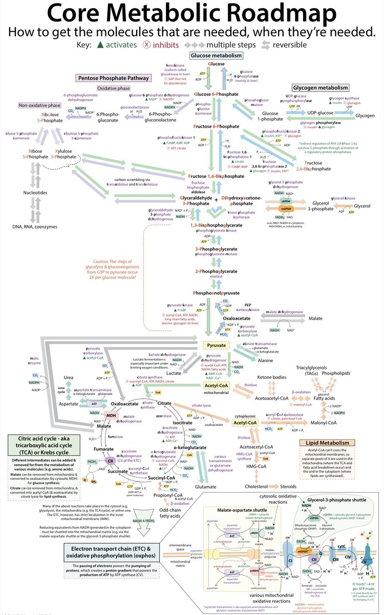 isciverse's tweet photo. 🎯Infographic of core metabolic pathways

Source &amp; PDF Download
Bibel, B., &amp; The bumbling biochemist. (2024). Core Metabolic Roadmap. Zenodo.
https://t.co/m5r7zb0k81 https://t.co/Cs4QmnTTDn