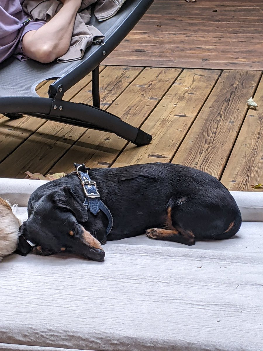 Crusoe the Dachshund tweet media