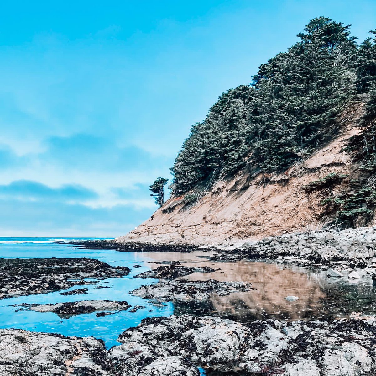 parkerpeevy's tweet photo. I hiked through a cypress grove and found a beach. 🌊 

This was my first outdoor excursion in two months, since an injury kept me at home watching endless episodes of Below Deck and obsessing over Cain’s Jawbone. https://t.co/PqdOr01de2