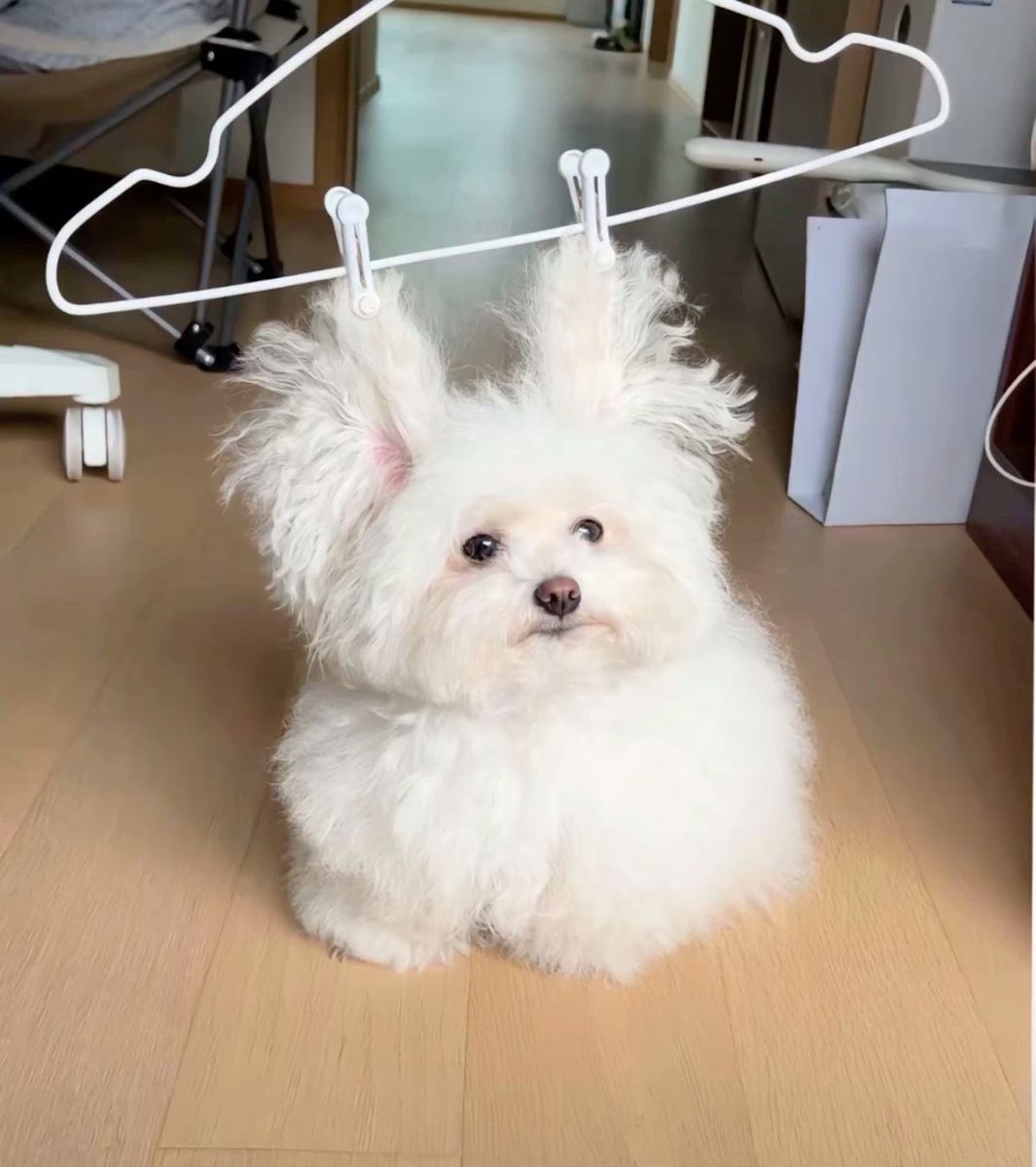 twaniimals's tweet photo. https://t.co/ulmJUVgZdX