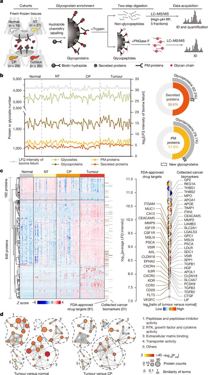 Aiims1742's tweet photo. New study in @Nature today:
Clinical functional proteomics of intercellular signalling in #PancreaticCancer
https://t.co/elwY6dxnB7
Absolutely stunning amount of cross species spatially and temporally resolved proteomics data in pancreatic cancer. What a resource! https://t.co/2bNp9QXCxf