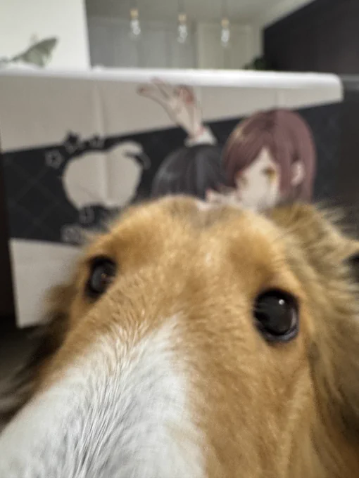 ブースクロス届いたー 
