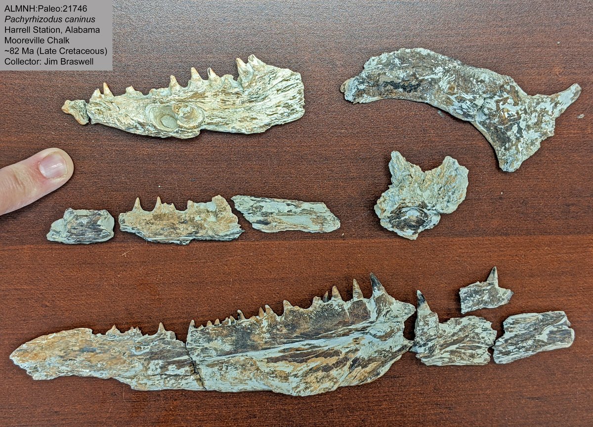 Dr. Adiel Klompmaker @paleoadiel.bsky.social tweet media