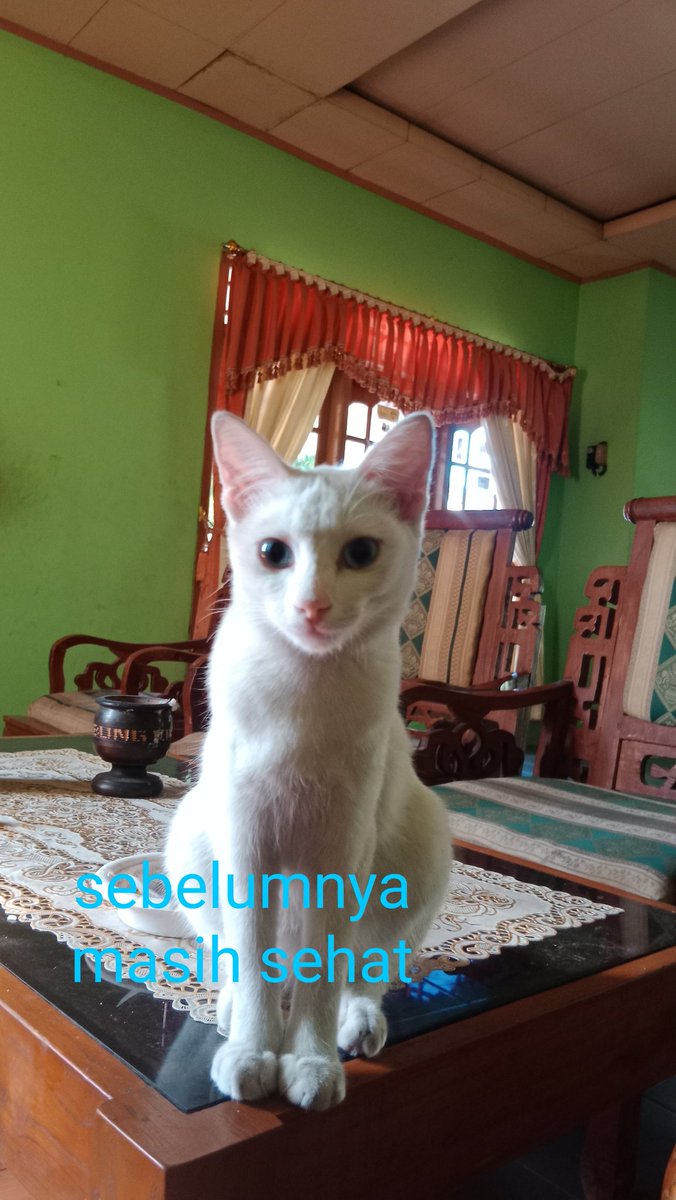 rabitnaa_'s tweet photo. Haloo aku mau sedikit cerita
Kucing aku ini baru umur 8 bulan, di bulan kmrn dia ketauan hamil dan keguguran. Setelah insiden itu, kucing aku ini kayak setres gamau makan dan suka ngurung diri. 
Setelah 1 mingguan dia baru mau keluar tapi dalam keadaan di pict sblah kanan :( https://t.co/lsvkaTAj1Q
