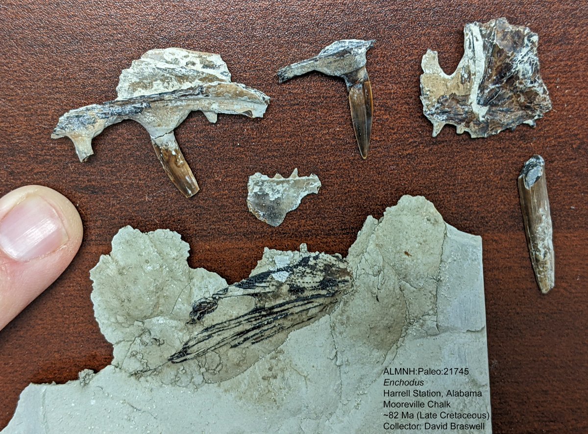 Dr. Adiel Klompmaker @paleoadiel.bsky.social (@paleoadiel) on Twitter photo #FossilFriday‼️ 🐟🐟Fishing for fossils in the Cretaceous. A couple of neat predatory fishes were found by the Braswell brothers during an Alabama Paleo Soc trip to Harrell Station on Nov 9! 😃 Specimens <a href="/uamuseums/">UA Museums</a> <a href="/UAMNH/">Alabama Museum of Natural History</a> collection. #paleontology #fossil #fish #FossilFriday‼️ 🐟🐟Fishing for fossils in the Cretaceous. A couple of neat predatory fishes were found by the Braswell brothers during an Alabama Paleo Soc trip to Harrell Station on Nov 9! 😃 Specimens <a href="/uamuseums/">UA Museums</a> <a href="/UAMNH/">Alabama Museum of Natural History</a> collection. #paleontology #fossil #fish