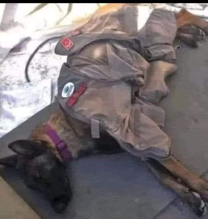 Happy Dog tweet media