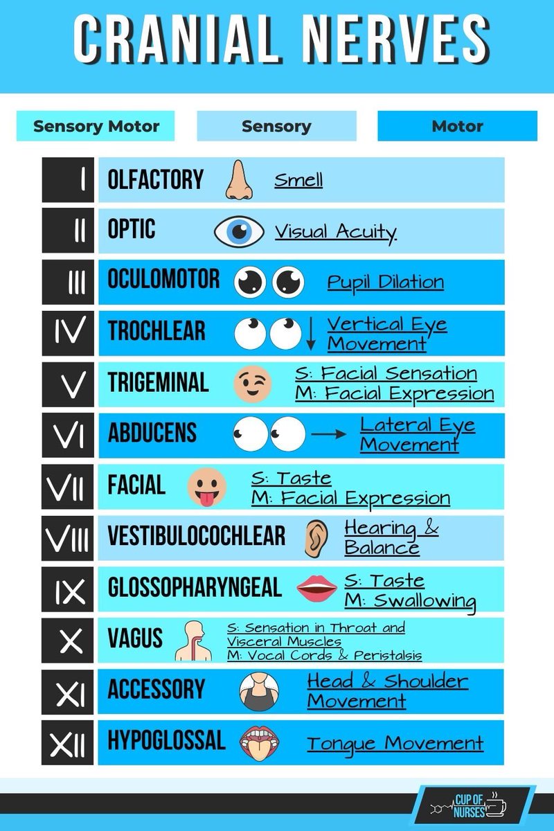 OGdukeneurosurg's tweet image. Cranial nerves