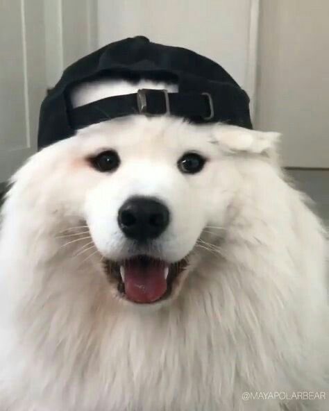 leehancokr tweet picture