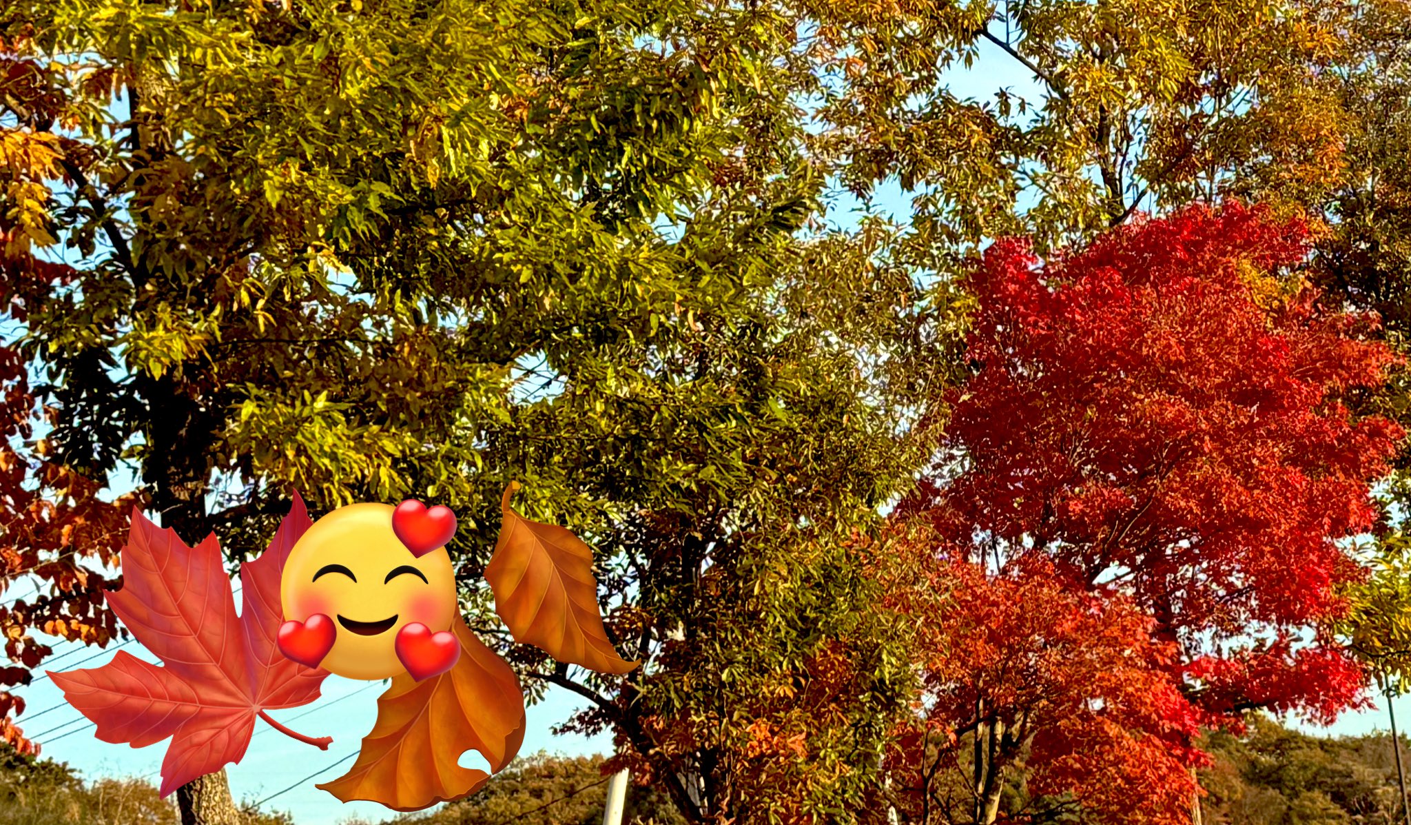 JKworks「紅葉」 JKworks「紅葉」 JKworks「紅葉」 2003 Kawasaki ZX600, E