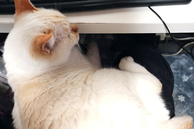 はなちゃんがおひざにのってる
うれしい
おしっこいきたい 