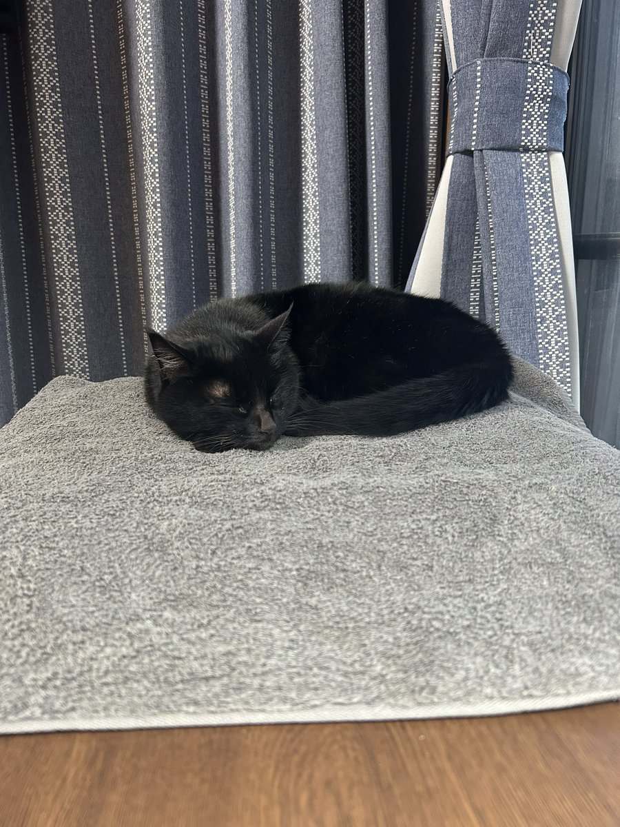 NPOmannarz's tweet photo. 寒くなってきたのでカーペット起動

#黒猫　#自立援助ホーム　#ハレルヤ
#ハレルヤ・ファミリー　#マナーズ https://t.co/ddBEePYrFf