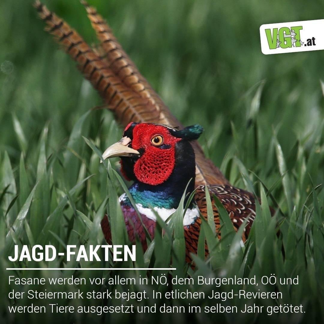 🦊 JADG FAKTEN 🐗 Bei der Jagd werden dieselben Tiere in verschiedenen Bundesländern verschieden behandelt. Wir fordern ein Bundesjagdgesetz, das auf den Säulen Ökologie und Tierschutz basiert. Die Tiere sollen wesentlich strenger geschützt werden als bisher. ✊