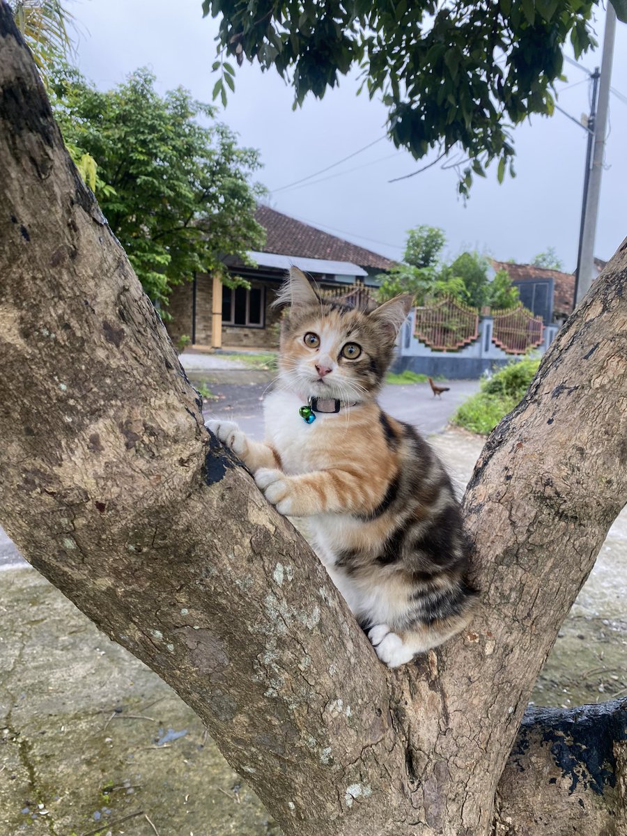 saycakk's tweet photo. @kochengfs Iniii gemessss polll cimitku 🤏🏻🤏🏻🤏🏻 https://t.co/luc8sHtFp6