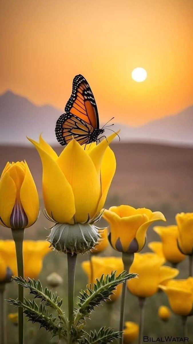 🌴🕊️🌹

*مع شروق شمس الصباح تشرق معها قلوبنا بالأمل والتفاؤل وبأن القادم أجمل بإذن الله يقال ان جمال الروح ينعكس على الوجه اللهم جملنا خلقاً وخلقاً يارب اللهم سلاماً يغشى كل القلوب المتعبه وجبراً لكل الخواطر المكسورة واطمئناناً لكل الأرواح التائهة*

*🌹صباح الخير والسعادة