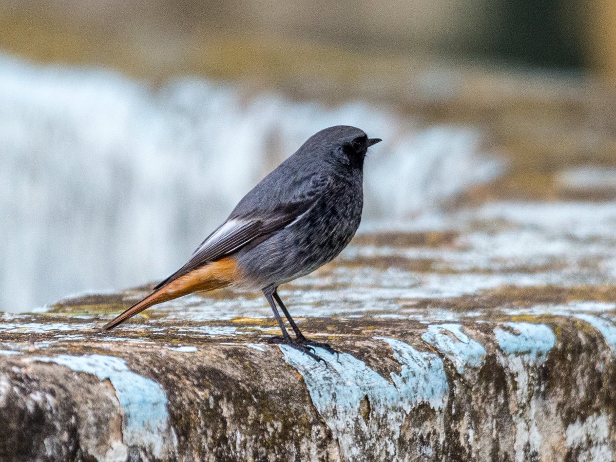 Pocket__Study's tweet image. Colirrojo tizón 
Phoenicurus ochruros
Pequeño pájaro de color pardo oscuro o negro y característica cola roja, atributo del que proviene su nombre popular. En España resulta relativamente común en la mitad norte y más escaso en la mitad sur.  (Fuente @seo_birdlife )