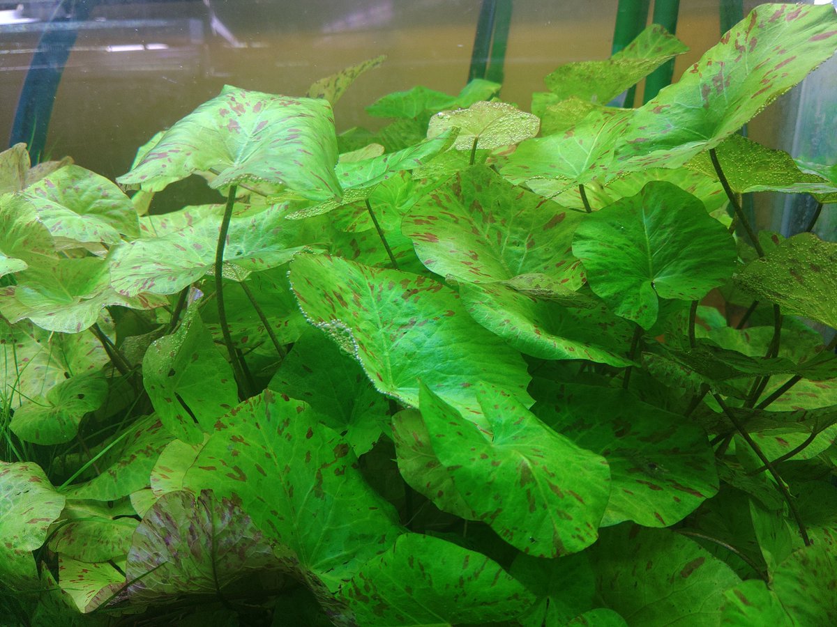 タイガーロータス ギニア1997です🐯 1997年のギニア便で入荷した