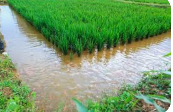 Rice-fish integrated farming represents a forward-thinking approach that aligns well with modern sustainability goals. 

It maximizes land use, minimizes environmental impact, and supports local economies.

Would you like yo know more?