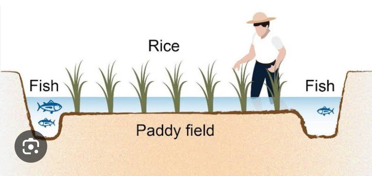 farmeronfire1's tweet photo. Rice-fish integrated farming represents a forward-thinking approach that aligns well with modern sustainability goals. 

It maximizes land use, minimizes environmental impact, and supports local economies.

Would you like yo know more? https://t.co/lD1XQvpQ8K