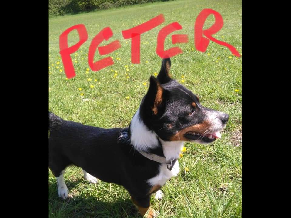 MissingPetsGB's tweet photo. Four years today now Peter has been missing. 

Stolen in #Bristol #Uk in 2020, cruelly thrown into the back of a white transit van. 

Peter is still #missing Please come forward if you have any information at all that could help bring him home https://t.co/265r2kdTvW