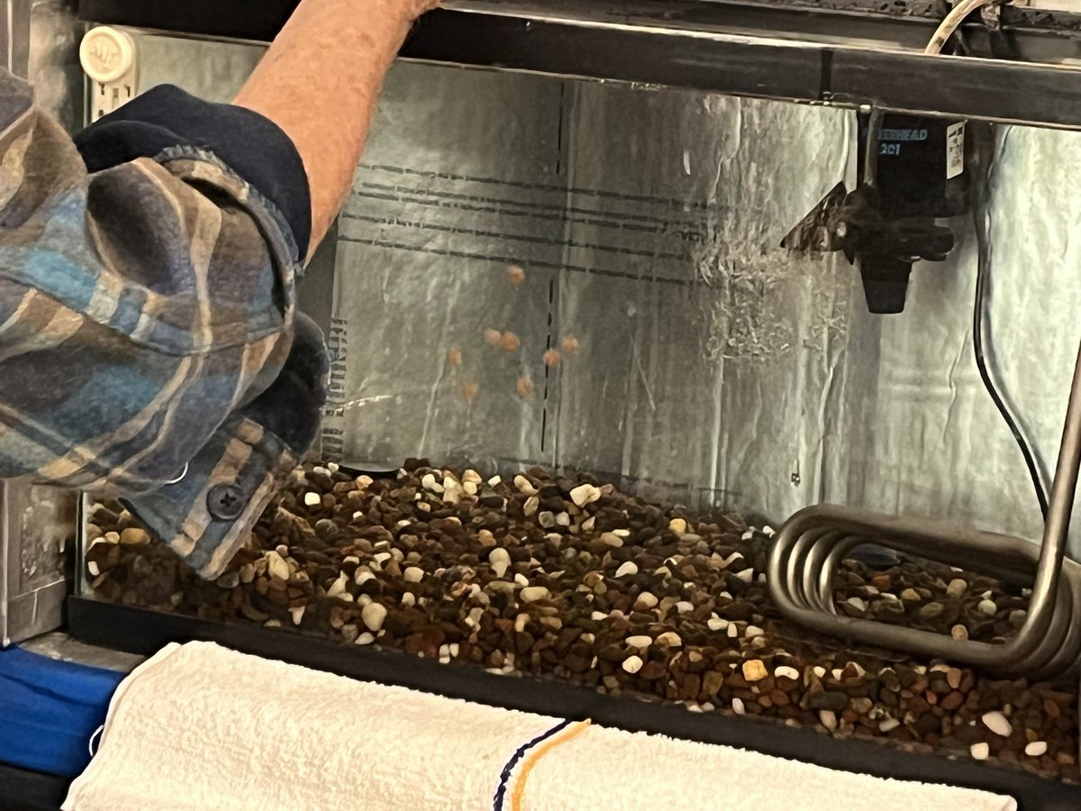 clstward1's tweet image. They’re here! @EPIC_academics #4thgrade welcome @CaliforniaDFW #CAEP Chinook Salmon eggs! @gcc_jsample #gccLevelUp